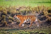 Bengal tiger (Panthera tigris tigris)