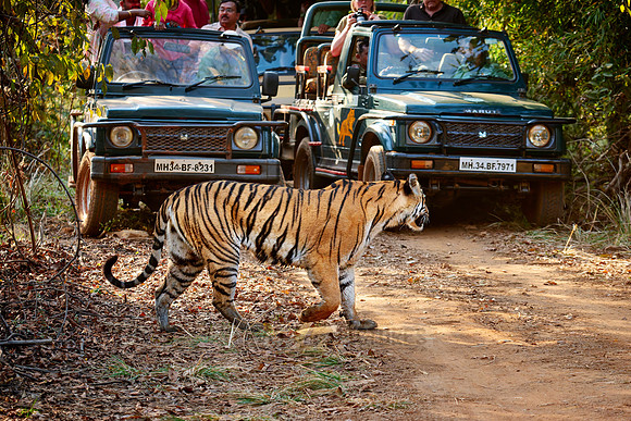 Bengal tiger (Panthera tigris tigris) between safari cars