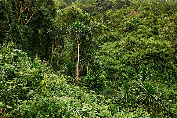 rainforest landscape on gorilla trekking