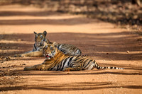 two Bengal tiger cubs (Panthera tigris tigris)