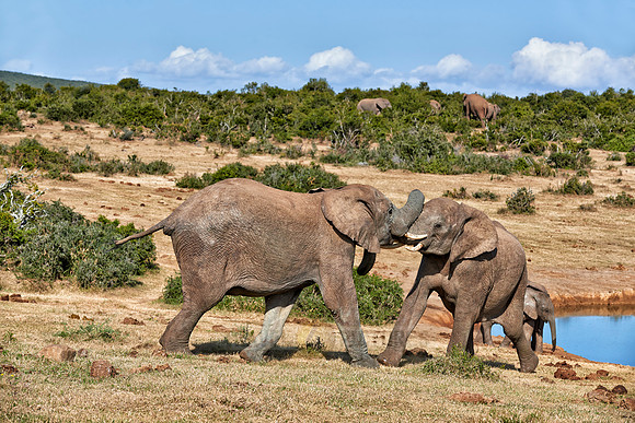 fighting African elephants