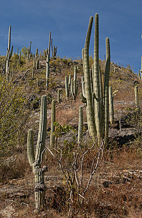 landscape with cacti