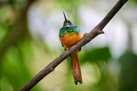 rufous-tailed jacamar (Galbula ruficauda)