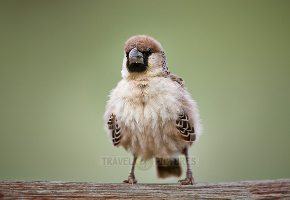 Sociable Weaver
