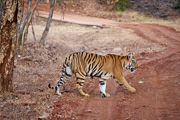 Bengal tiger (Panthera tigris tigris)