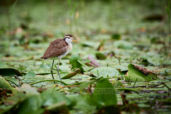 juvenile northern jacana or northern jaçana (Jacana spinosa)