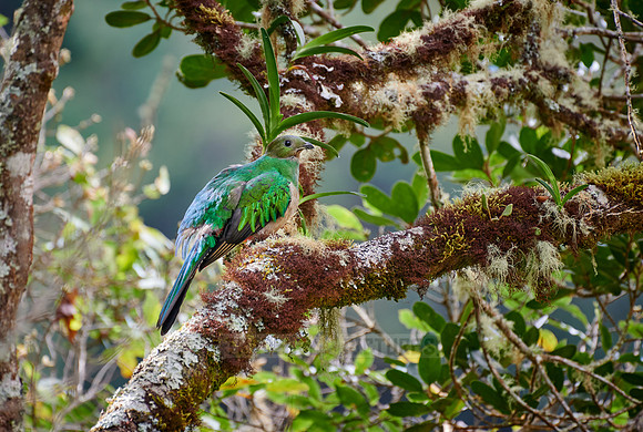 female Resplendent quetzal on a wild avocado tree