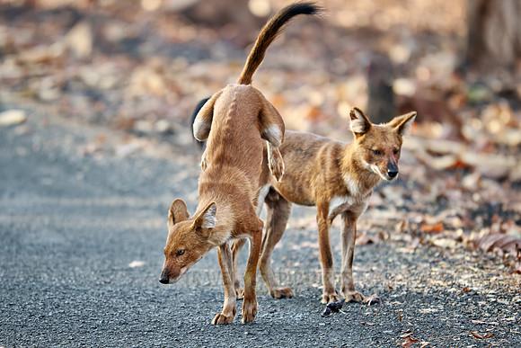 pack of dhole (Cuon alpinus) or indian wild dog