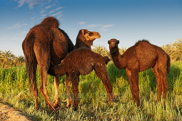 black Arabian camels