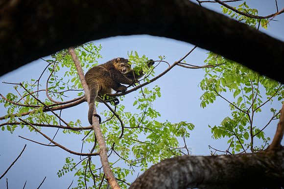 Sulawesi bear cuscus or Sulawesi bear phalanger