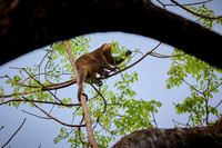 Sulawesi bear cuscus or Sulawesi bear phalanger