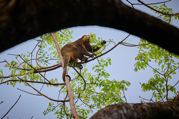 Sulawesi bear cuscus or Sulawesi bear phalanger