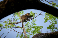 Sulawesi bear cuscus or Sulawesi bear phalanger