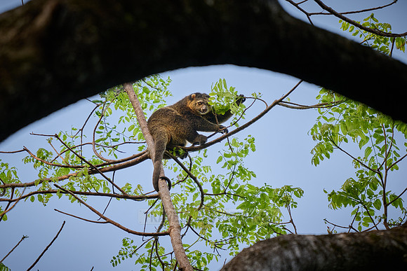 Sulawesi bear cuscus or Sulawesi bear phalanger