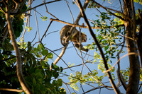 Sulawesi bear cuscus or Sulawesi bear phalanger