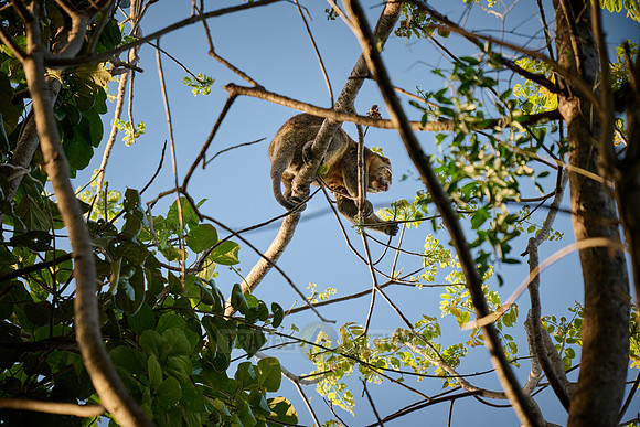 Sulawesi bear cuscus or Sulawesi bear phalanger