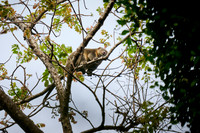 Sulawesi bear cuscus or Sulawesi bear phalanger