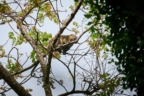 Sulawesi bear cuscus or Sulawesi bear phalanger