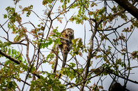Sulawesi bear cuscus or Sulawesi bear phalanger