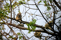 Sulawesi bear cuscus or Sulawesi bear phalanger