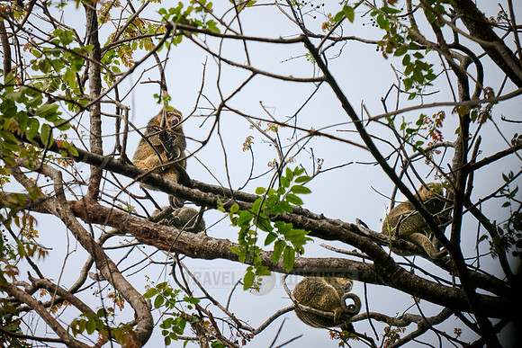 Sulawesi bear cuscus or Sulawesi bear phalanger