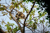 Sulawesi bear cuscus, Tangkoko National Park, Sulawesi 03-2026