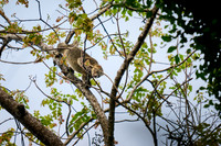 Sulawesi bear cuscus or Sulawesi bear phalanger