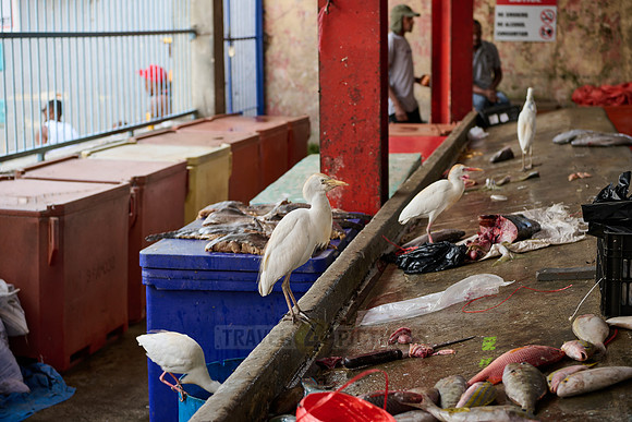 fish market on Sir Selwyn Clarke Market
