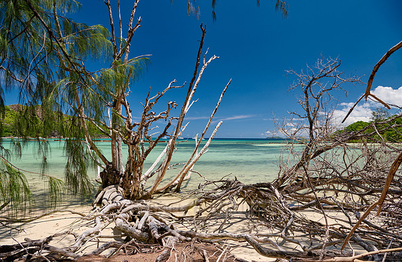 dead tree on beach of Curieuse island