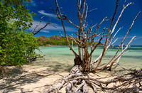 dead tree on beach of Curieuse island