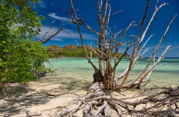 dead tree on beach of Curieuse island
