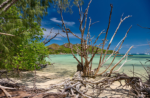dead tree on beach of Curieuse island