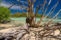 dead tree on beach of Curieuse island