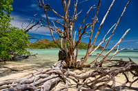 dead tree on beach of Curieuse island