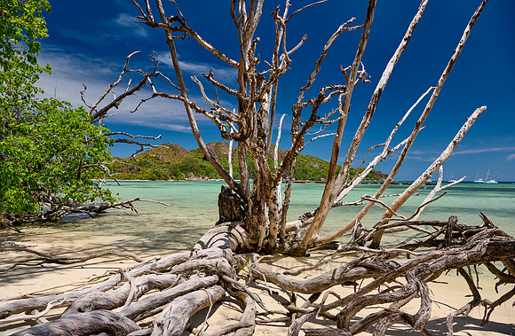 dead tree on beach of Curieuse island