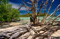 dead tree on beach of Curieuse island