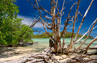 dead tree on beach of Curieuse island