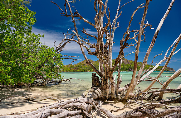 dead tree on beach of Curieuse island