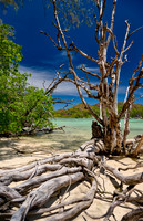 dead tree on beach of Curieuse island