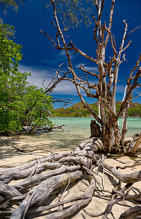 dead tree on beach of Curieuse island