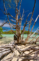 dead tree on beach of Curieuse island