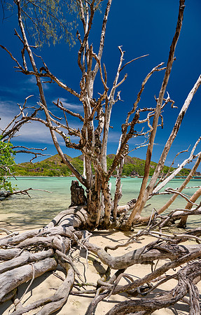dead tree on beach of Curieuse island