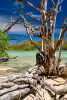 dead tree on beach of Curieuse island