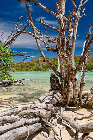 dead tree on beach of Curieuse island