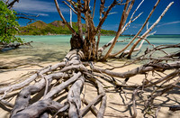 dead tree on beach of Curieuse island