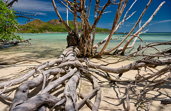 dead tree on beach of Curieuse island
