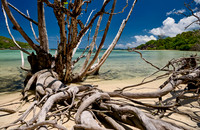dead tree on beach of Curieuse island