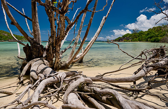 dead tree on beach of Curieuse island