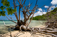 dead tree on beach of Curieuse island