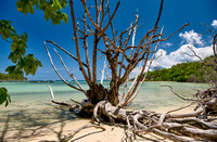 dead tree on beach of Curieuse island